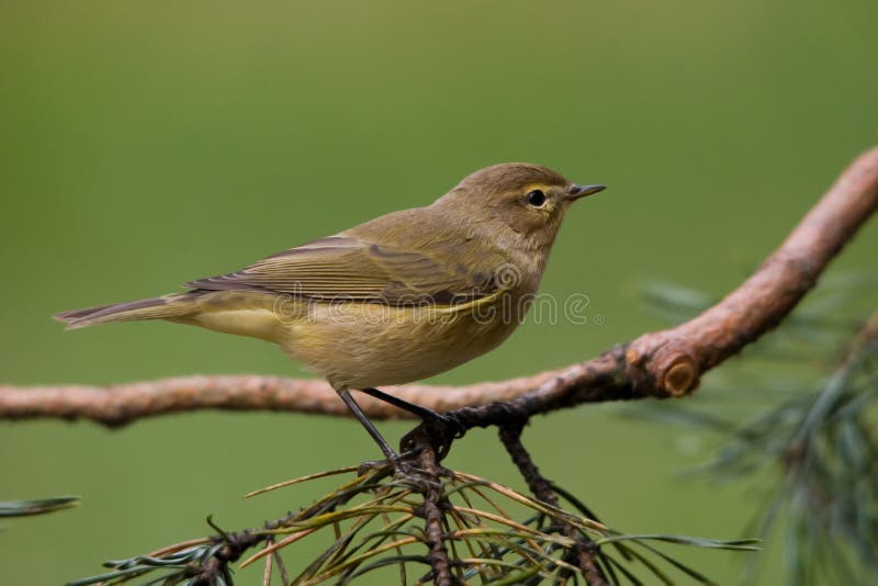 Common chiffchaff