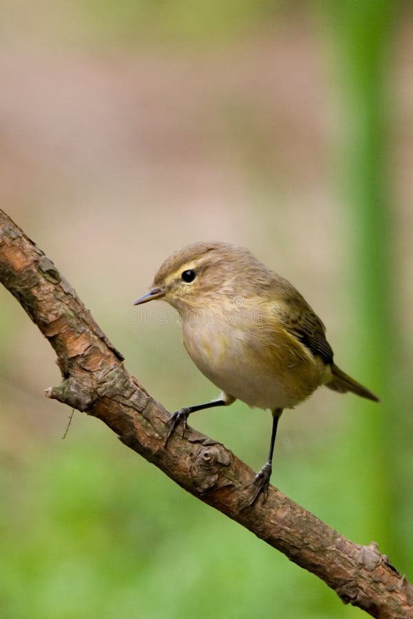 Common chiffchaff