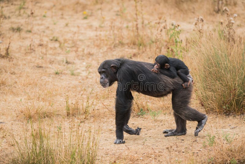 Common chimpanzee with a baby chimpanzee