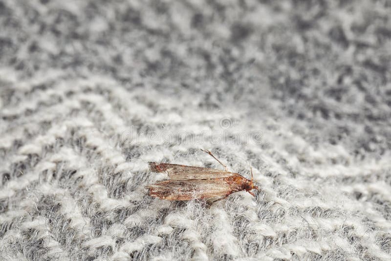 Common Clothes Moth Tineola Bisselliella On Grey Fabric, Closeup Stock ...