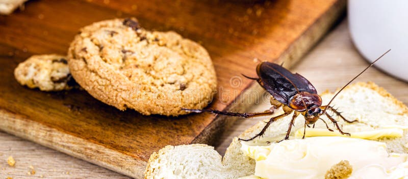 Common cockroach, red and black, feeds on scraps of food on table, American Periplaneta. Insect problems inside the house