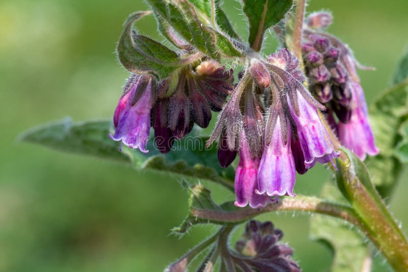 comfrey symphytum officinale comfrey symphytum officinale