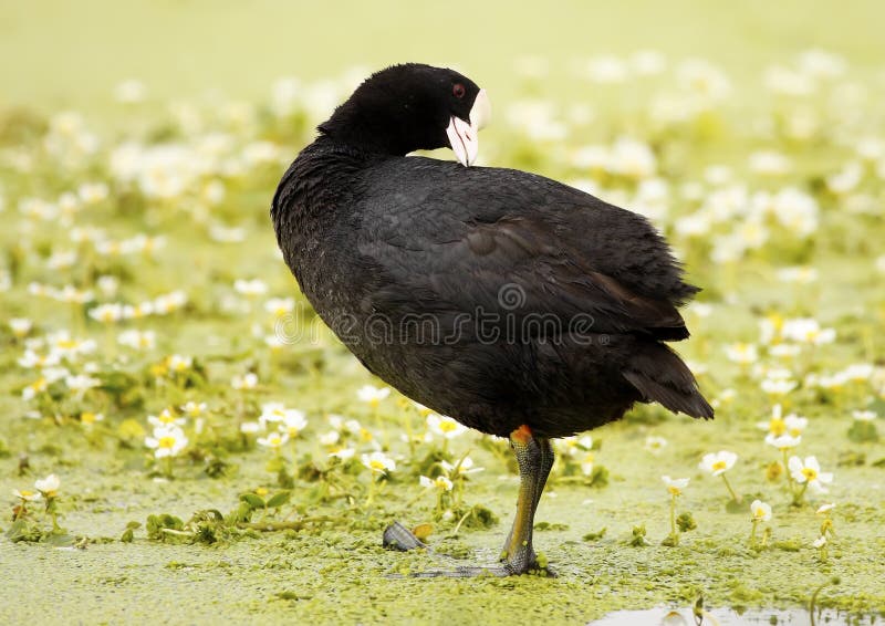 Common coot stock photo. Image of fulica, birds, elegant 24540612