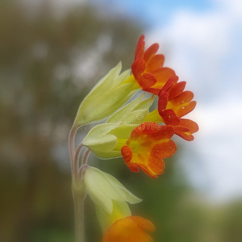 Common cowslip (Primula veris)