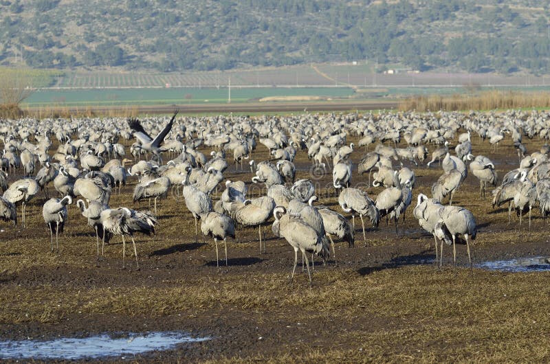 Common Crane