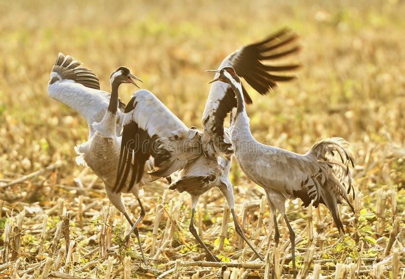 Common crane birds