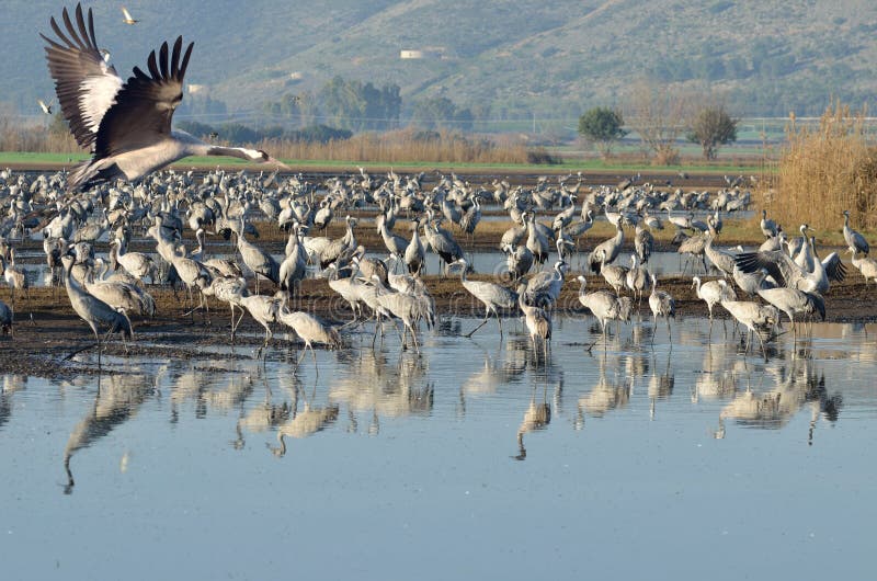 Common Crane