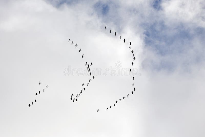 Common cranes flying