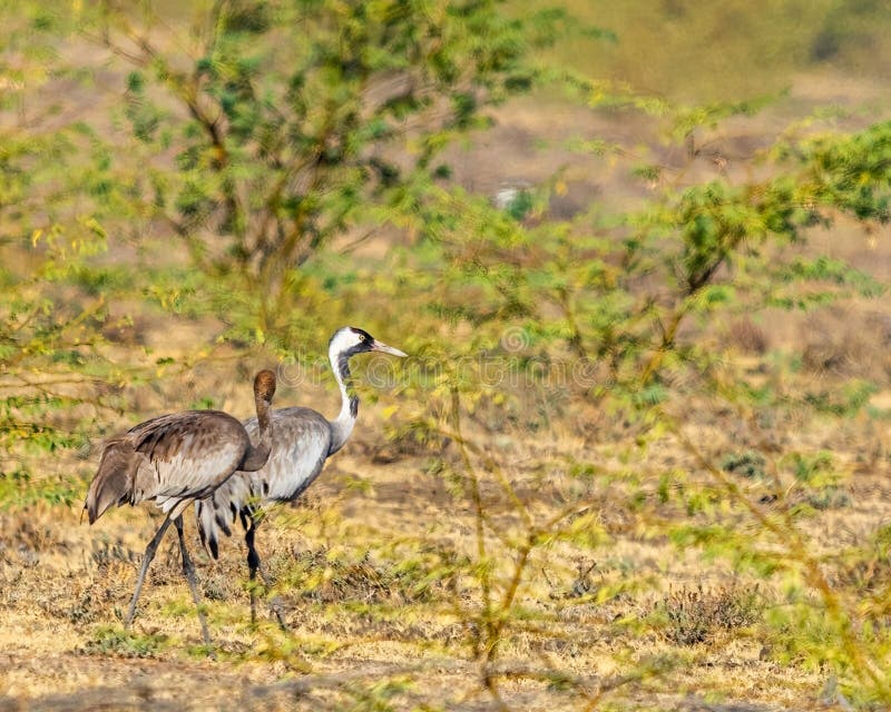 Common Cranes in Their Natural Habitat Stock Image Image of nature