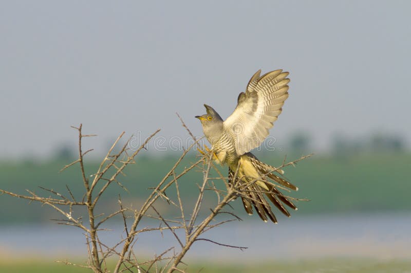 Common Cuckoo landing on the bush / Cuculus canoru