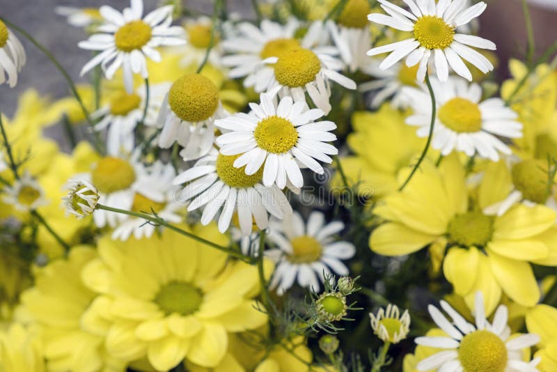 Common daisies and chrysanthemum flowers stock photo Common daisies and chrysanthemum flowers stock photo