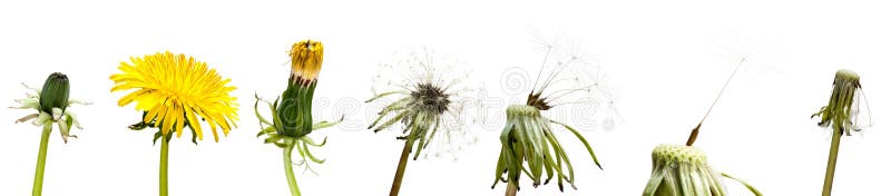 Common dandelion