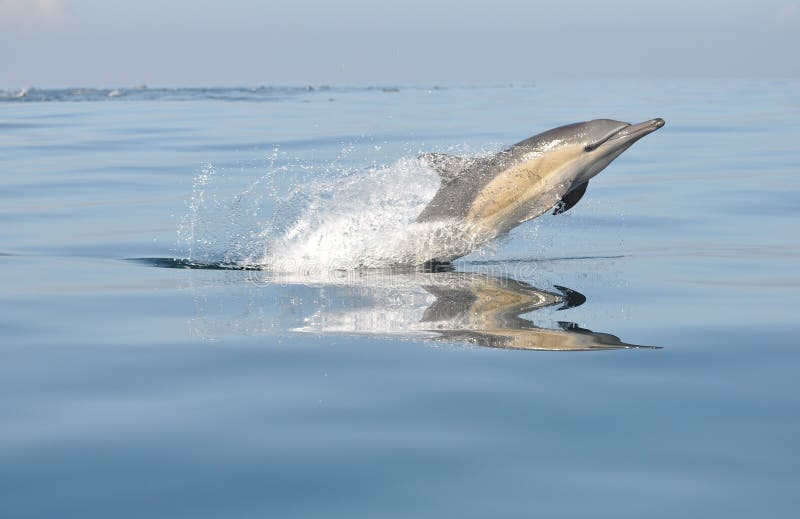 Spoločné dolphin hrá v kapskom meste v južnej afrike.