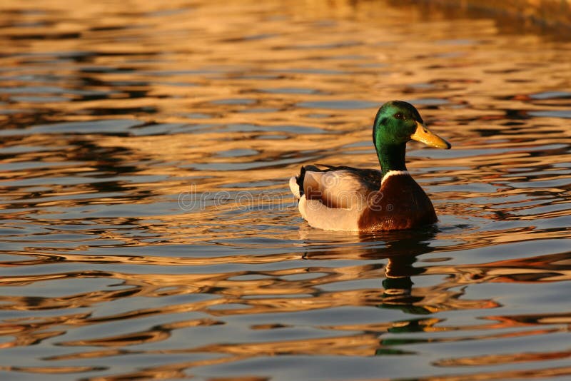 Rață care cade soare reflectată în lac. Rață comună pe lac reflectată de apa solară căzătoare