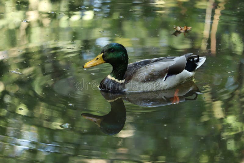 Common duck in a gleaming lake at a country park England royalty free stock images