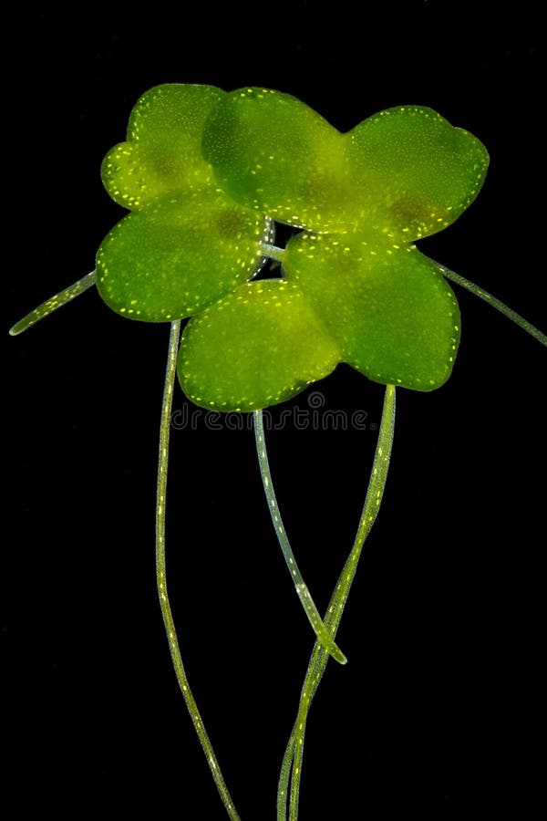 Common duckweed (Lemna minor)