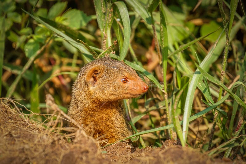 Common dwarf mongoose Helogale parvula, Lake Mburo National Park, Uganda.