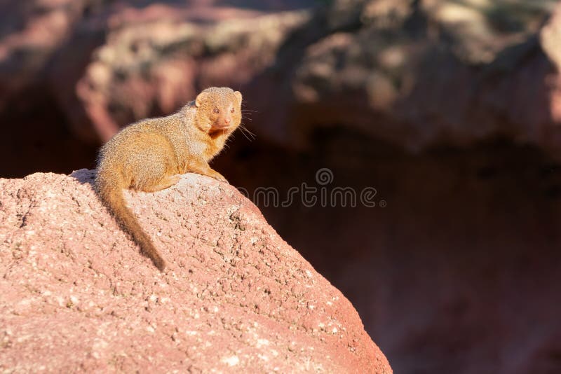 Common dwarf mongoose, Helogale parvula. sitting on a big boulder in bright sunshine. Mongoose species native to Angola