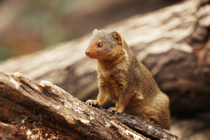 Common dwarf mongoose, Helogale parvula, sitting on the tree trunk. Mongoose in the nature habitat. Africa