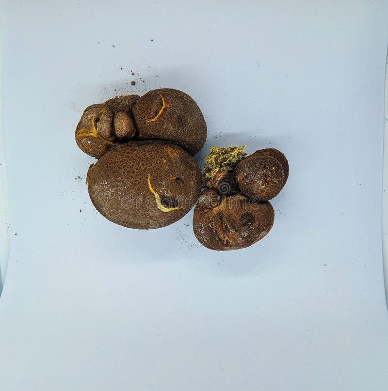 Common Earthball Fungus Pigskin Poison Puffball Scleroderma Citrinum scleroderma-citrinum-commonly-known-as-the-common-earthball-pigskin