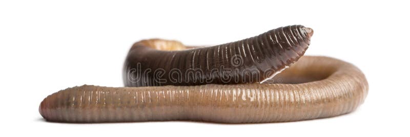 Common earthworm, Lumbricus terrestris, isolated stock photo