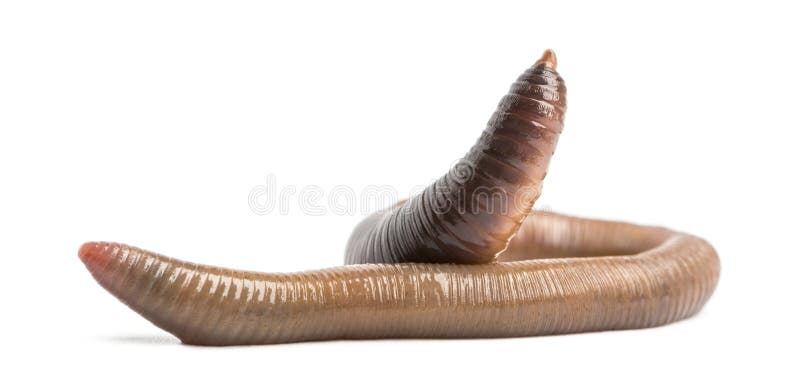 Common earthworm, Lumbricus terrestris, isolated royalty free stock photo