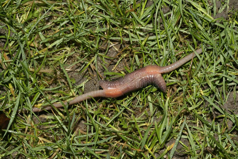 Common earthworm, Lumbricus terrestris stock images