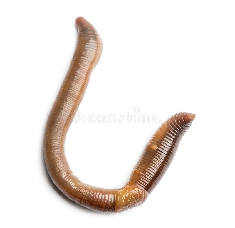 Common earthworm viewed from up high, Lumbricus terrestris royalty free stock photo