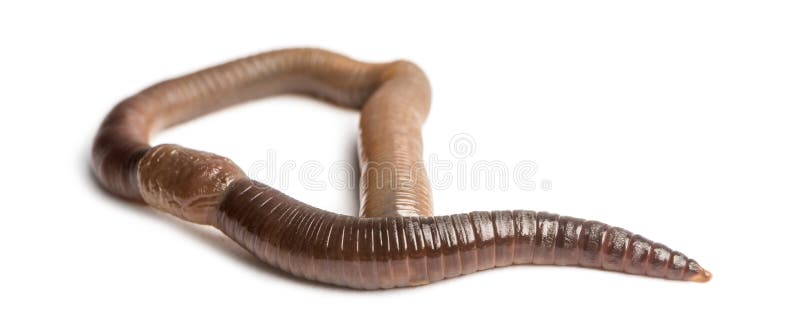Common earthworm viewed from up high, Lumbricus terrestris royalty free stock photo