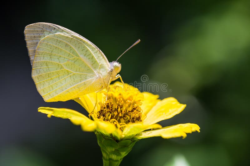 Mottled Emigrant butterfly