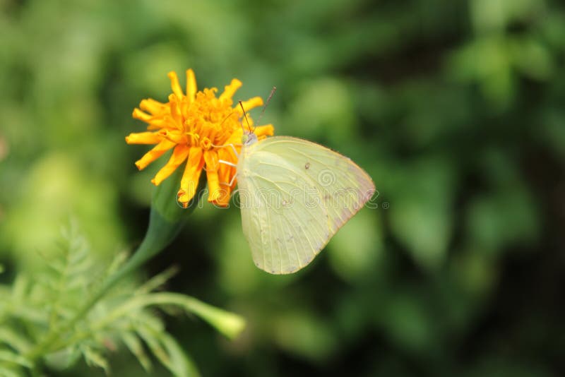 117 Common Emigrant Stock Photos Free & RoyaltyFree Stock Photos from Dreamstime