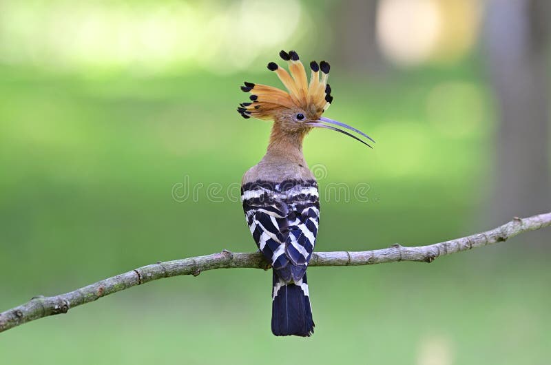 Common or Eurasian Hoopoe Upupa Epops Crested Hair Bird Perching on Thin  Branch Showing Its Black and White Feathers Stock Image - Image of  background, colorful: 180879977
