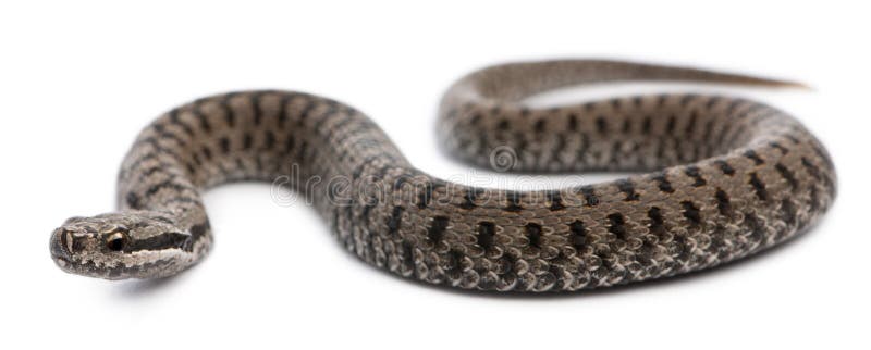 Common European adder or common European viper