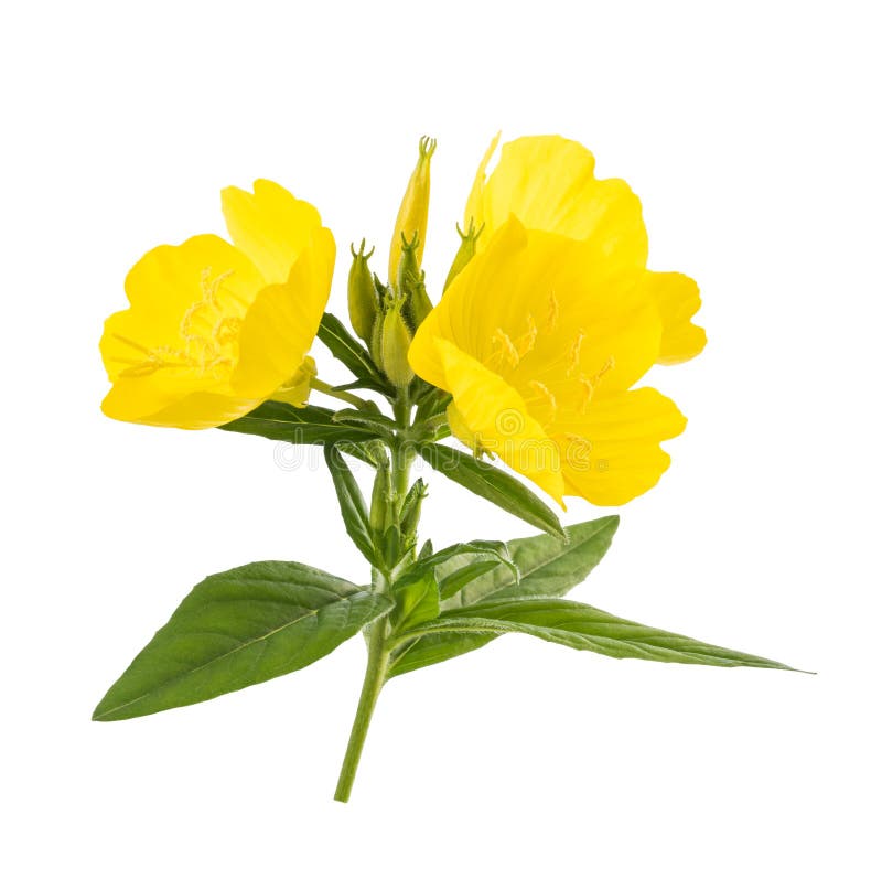 Common evening primrose. Flowers isolated on white