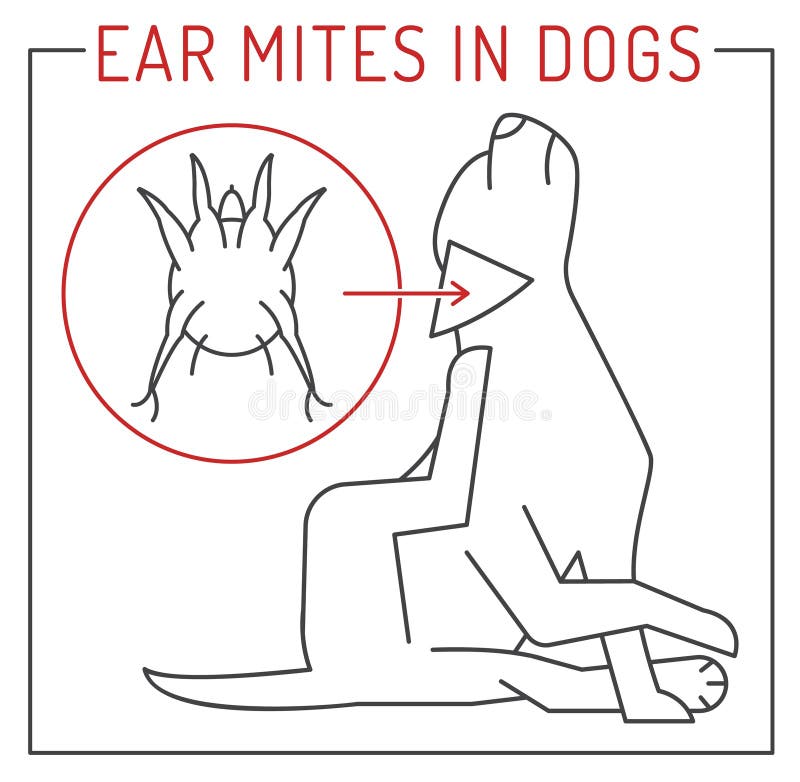 Common External Parasites in Dogs. Ear Mites Stock Illustration