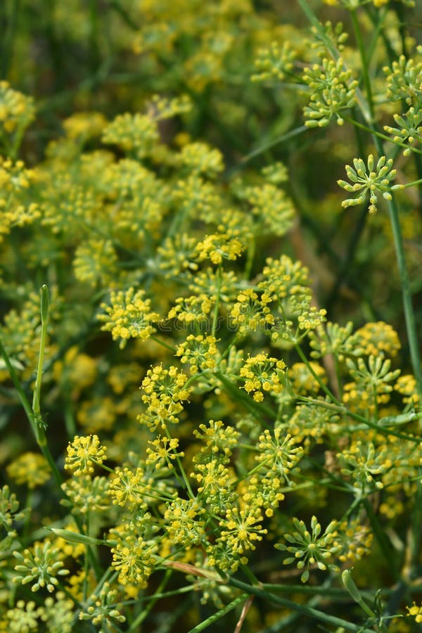 Common fennel stock photo. Image of nature, fennel, leaf - 165736762