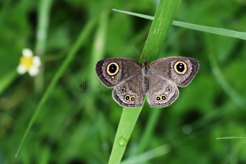 The Common Five-ring butterfly on leaf