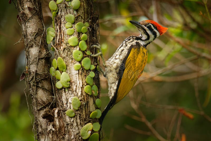 Common Flameback - Dinopejavanense — 或Goldenback是Picidae家族的一只鸟,在孟加拉国、文莱、柬埔寨、 图库摄影 Common Flameback - Dinopejavanense — 或Goldenback是Picidae家族的一只鸟,在孟加拉国、文莱、柬埔寨、 图库摄影