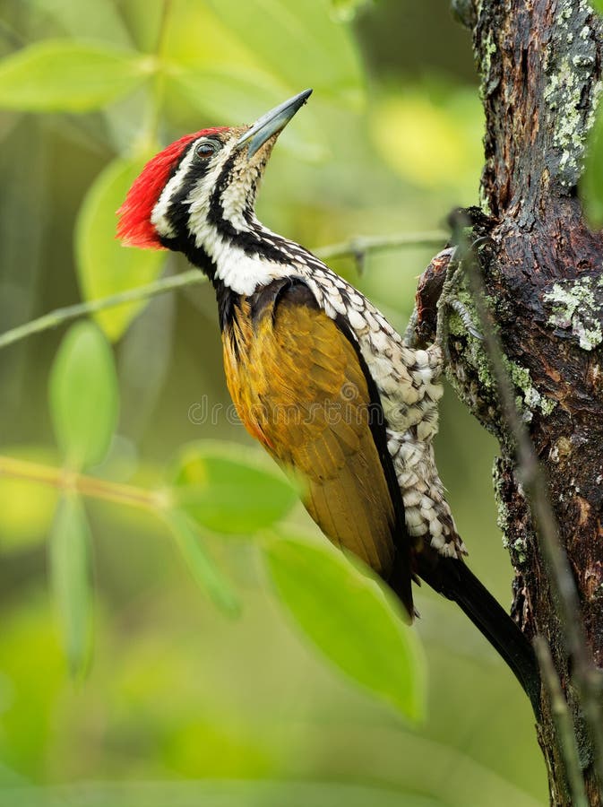 Common Flameback - Dinopium javanense - or Goldenback is a beautiful bird in the woodpecker family Picidae
