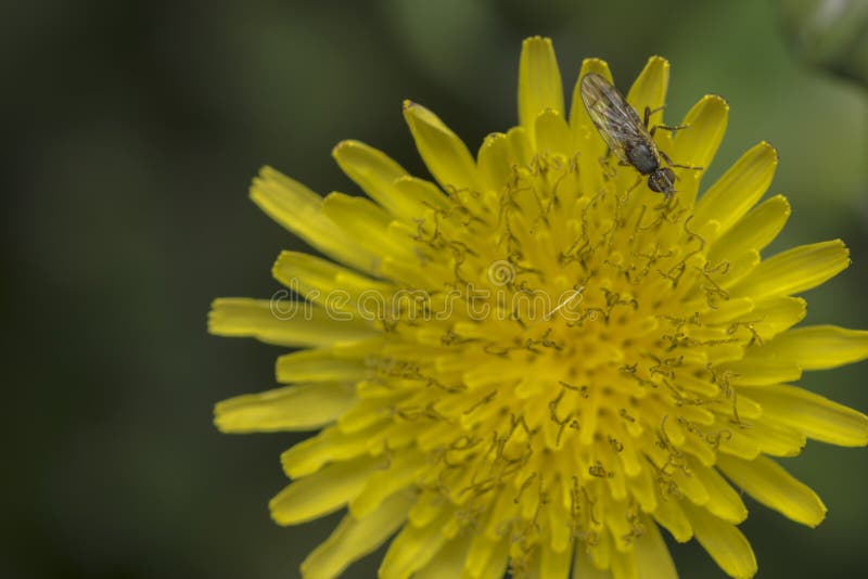 Common Fly on a Tiny Flower Stock Photo Image of crawly, invertebrate