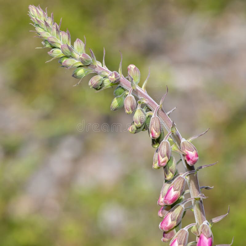 491 Foxglove Bud Photos Free Royalty Free Stock Photos From Dreamstime
