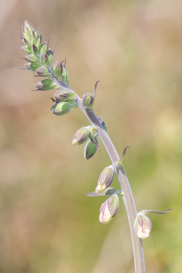 491 Foxglove Bud Photos Free Royalty Free Stock Photos From Dreamstime