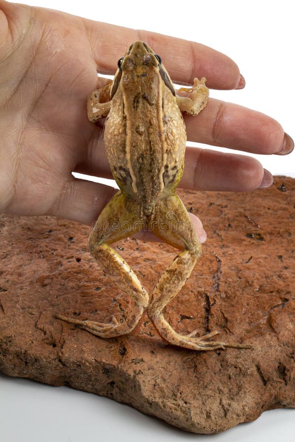 Frog Legs Hanging from Female Hand on White Isolated Stock Image - Image of  european, natural: 226908087