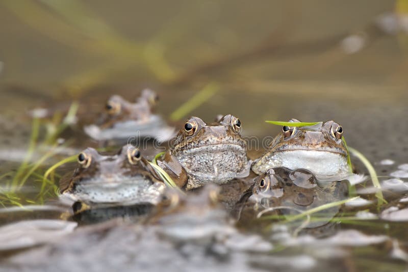 Common frog (Rana temporaria)