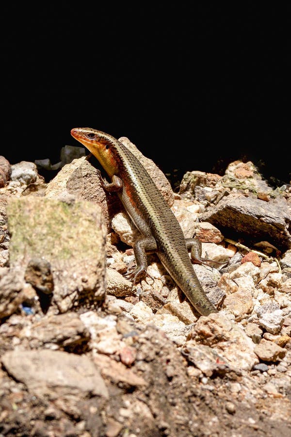 Common Garden Skink On The Ground Stock Image Image Of Close