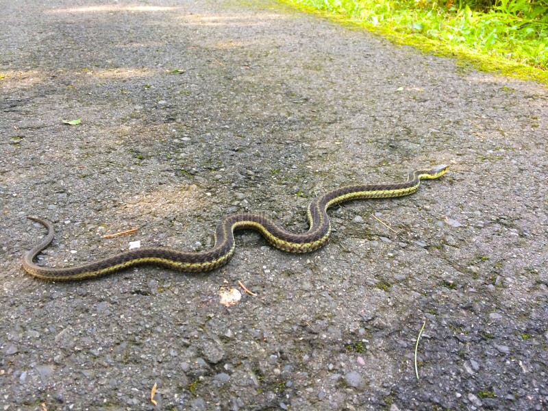 Common garden snake crossing the road