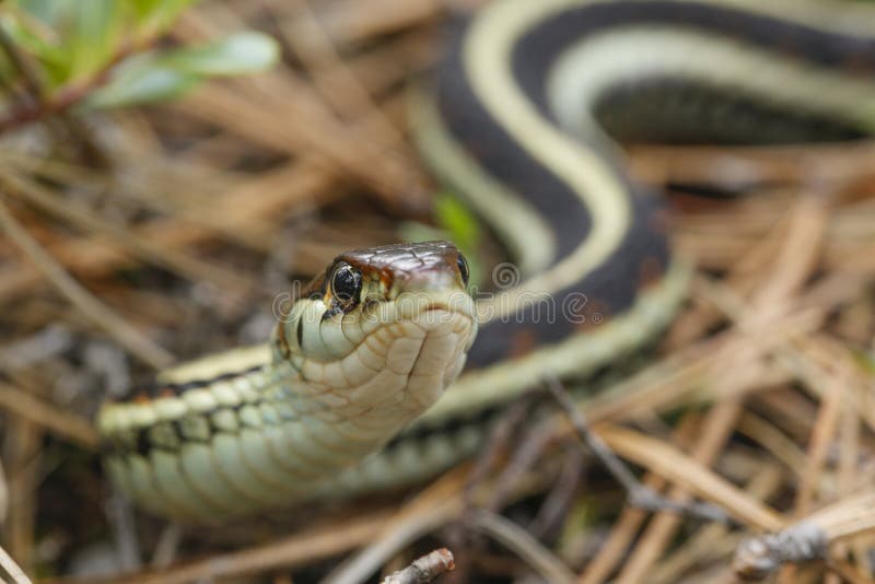 Common garter snake stock photography Common garter snake stock photography
