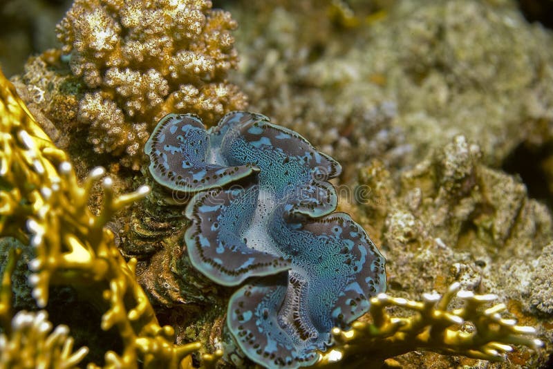 Common giant (tridacna maxima) taken in Middle Garden.