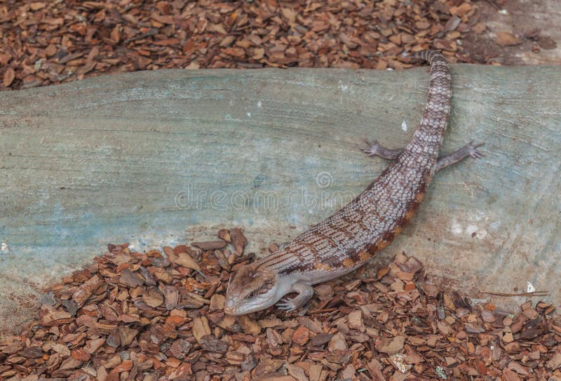 Common gigantic lizard Tiliqua scincoides of plate-tailed lizard