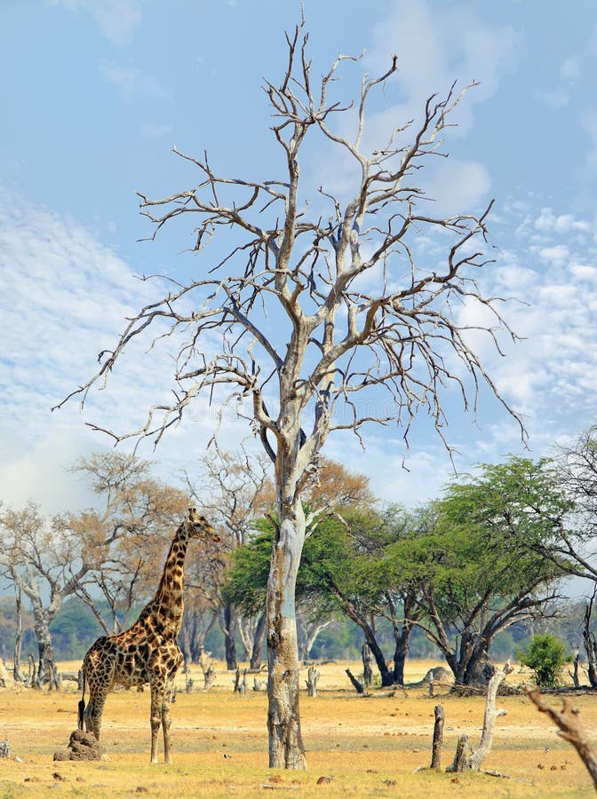 Giraffe Standing Beneath A Large Bare Tree With A Nice Cloudy Sky Stock Photo - Image of beauty